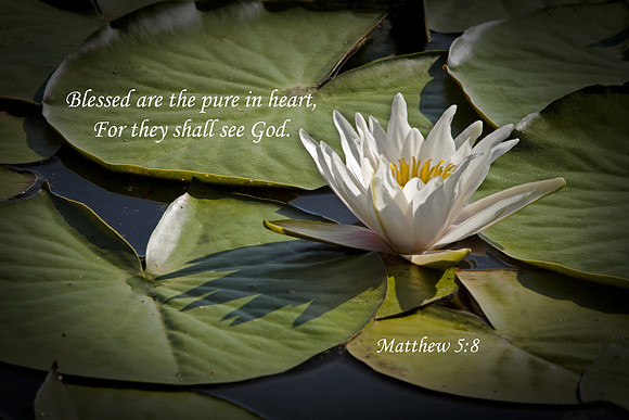Matt5v8 FLWL006
