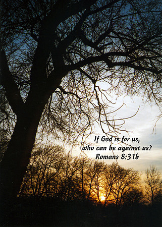 Rom8v31b VSLNTR008 s57