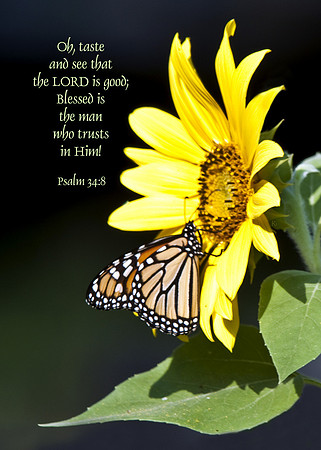 Psalm34v8 WLBTMN003 crop s57