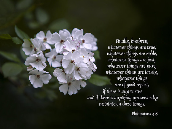Philippians4v8 20140603-IMG_7426