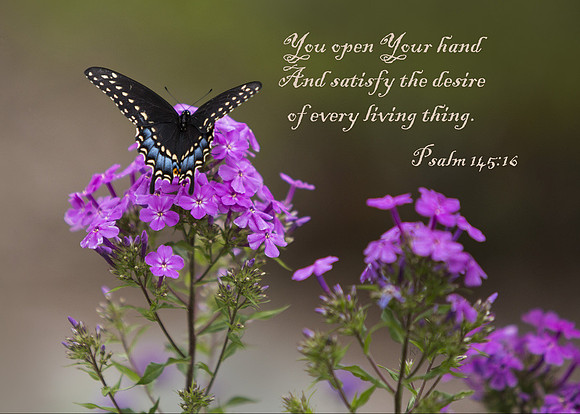 Psalm145v16 20170727-IMG_0989 crop812 s57