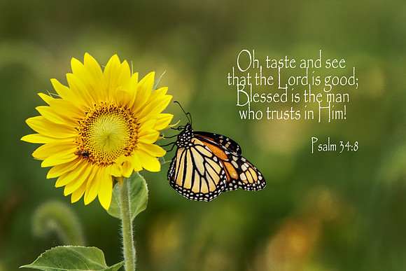 Psalm34v8 20120726-_MG_7152-2