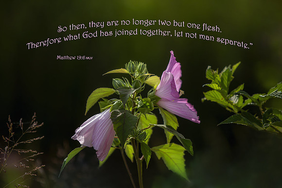 Matthew19v6 20220728-_MG_8482